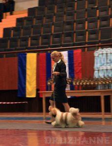 Международная выставка собак CACIB - FCI, Армения - Ереван 07.10.2015